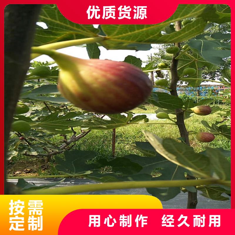 【无花果花椒苗诚信商家服务热情】