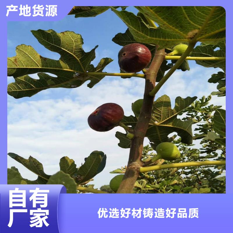 无花果桃树苗重信誉厂家