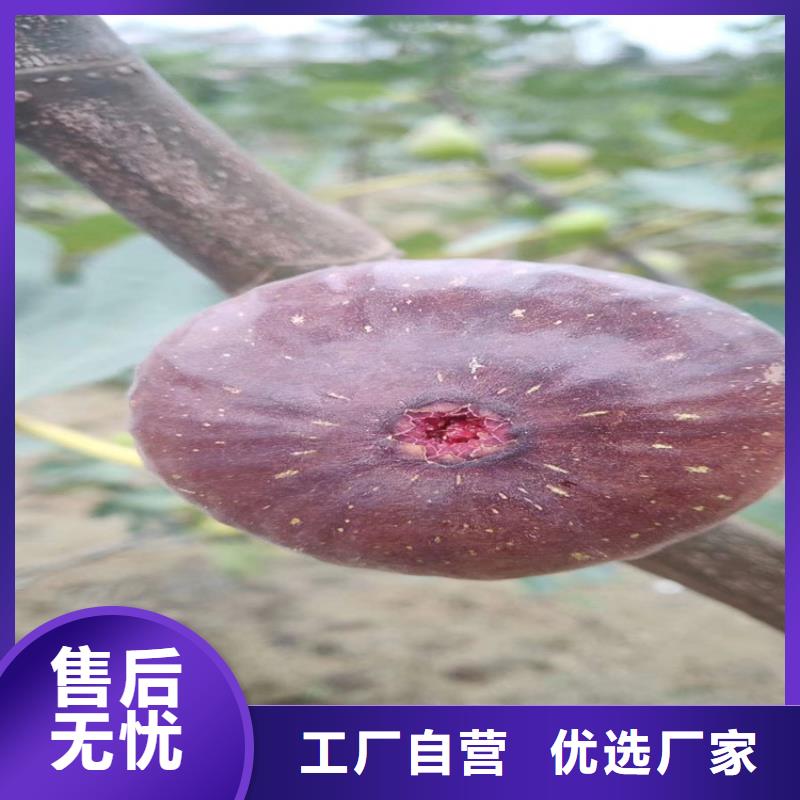 无花果樱桃苗专业设计