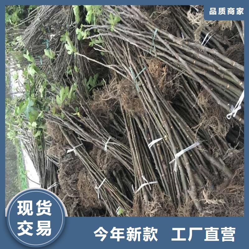 无花果梨树苗优选厂商