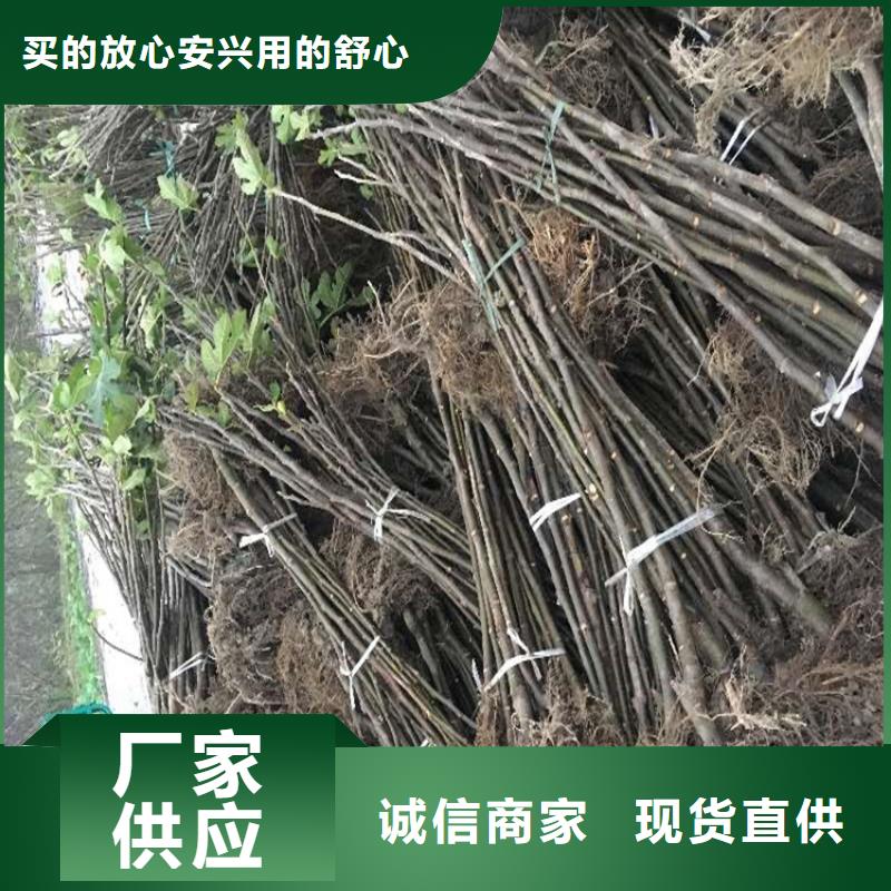 无花果红石榴苗基地信誉有保证