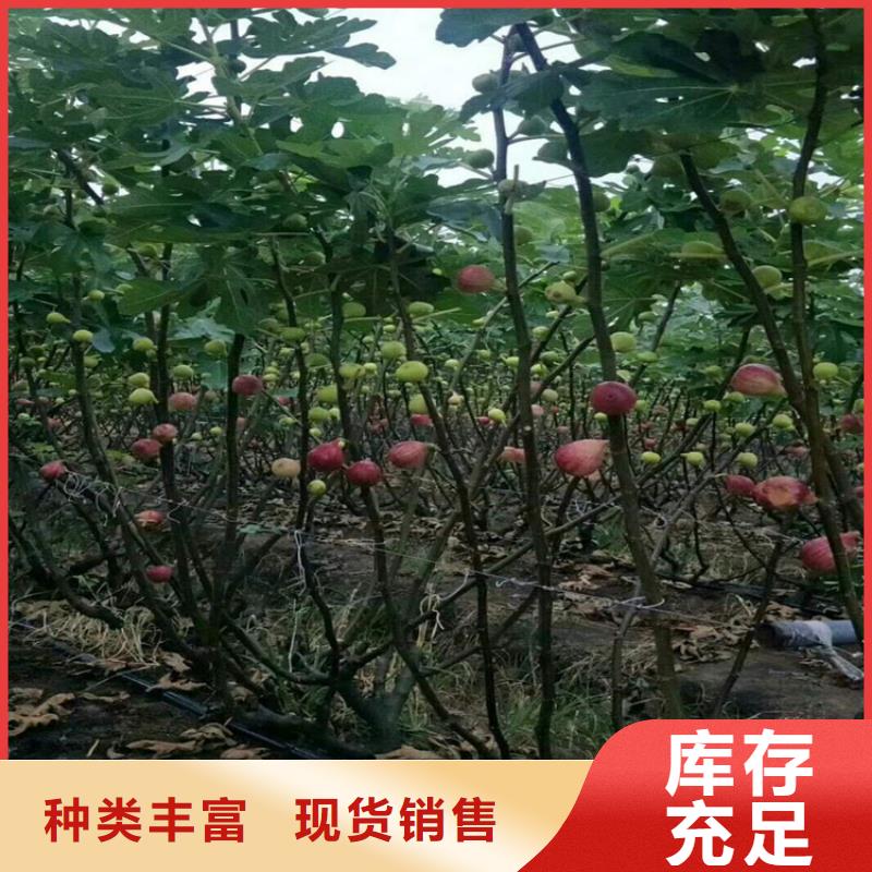 【无花果花椒苗诚信商家服务热情】