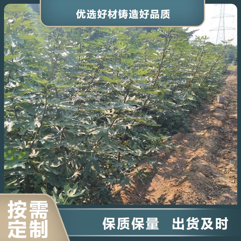 无花果苹果苗口碑好实力强