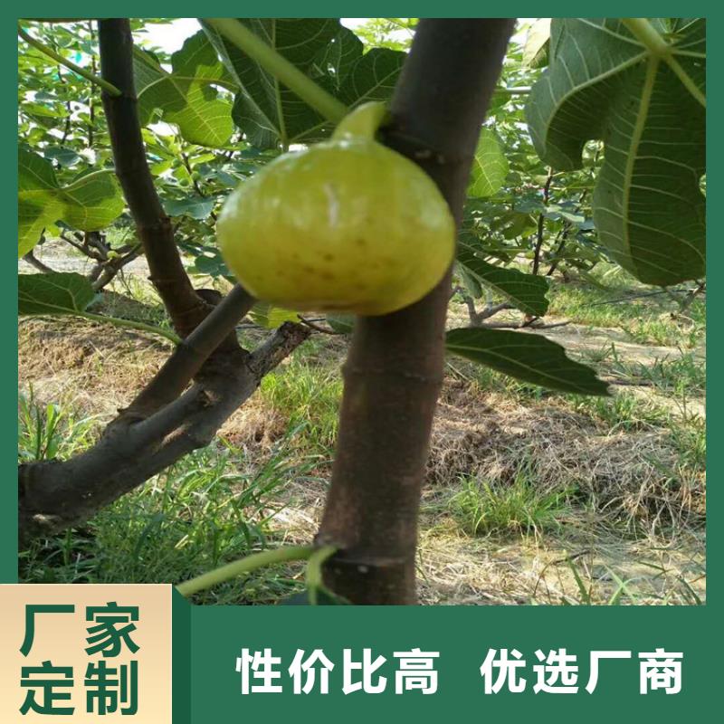 【无花果,石榴苗分类和特点】