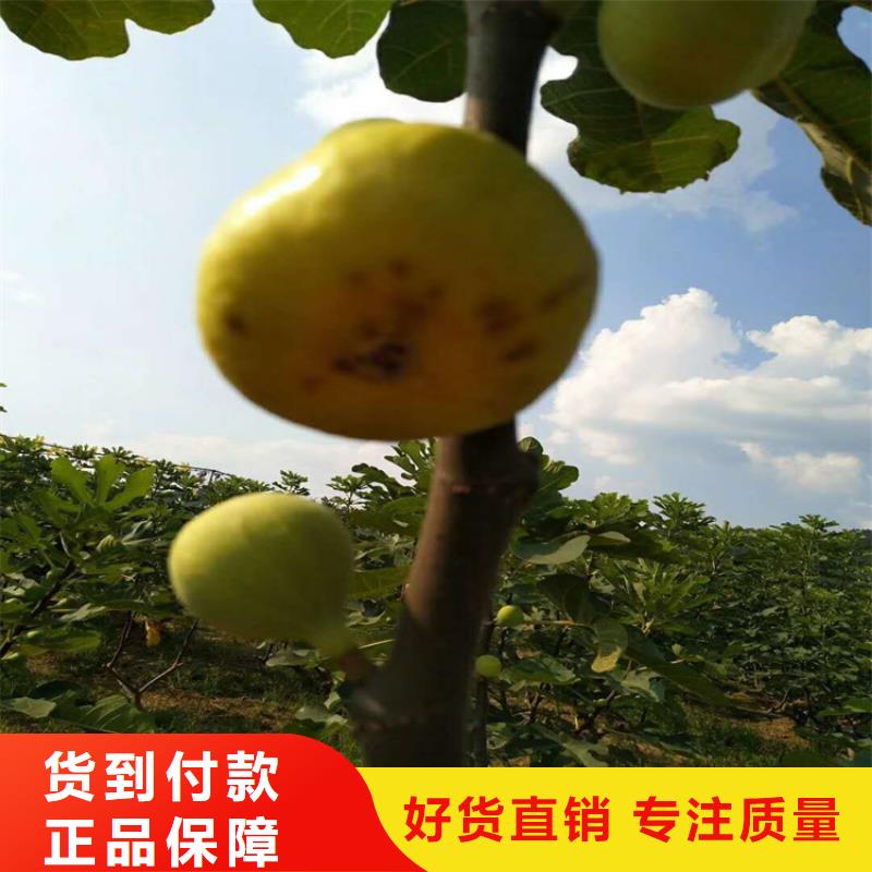 无花果梨树苗优选厂商