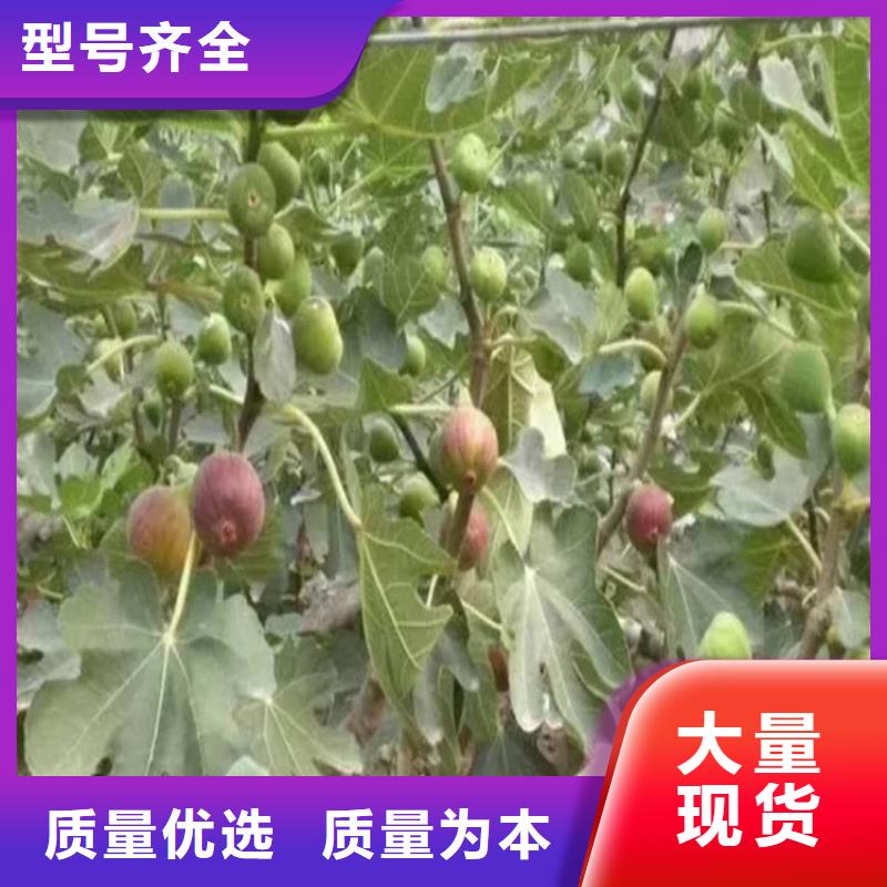 无花果樱桃苗支持加工定制