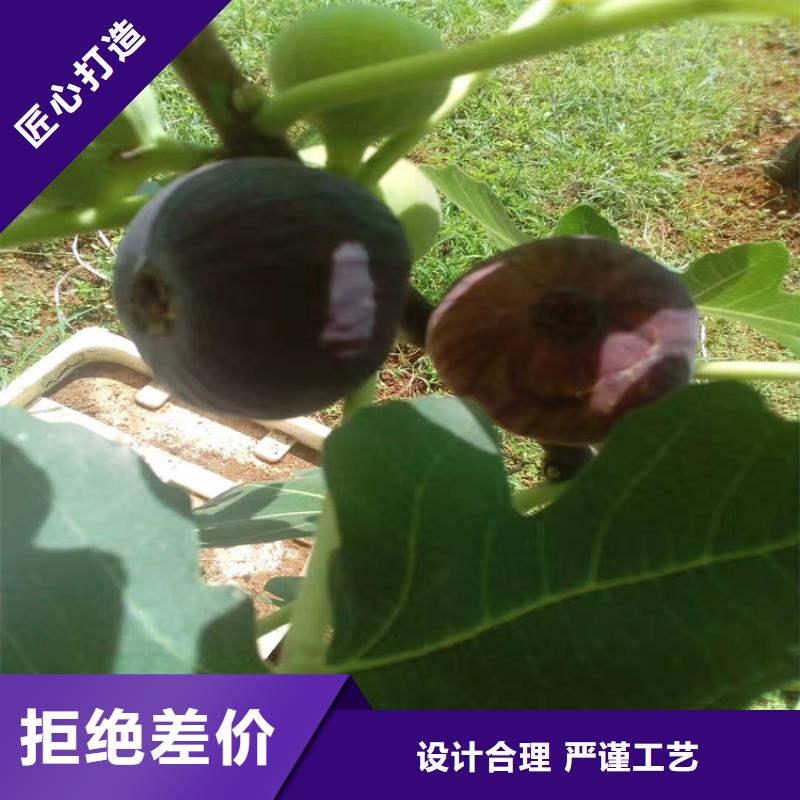 无花果_桃树苗买的放心