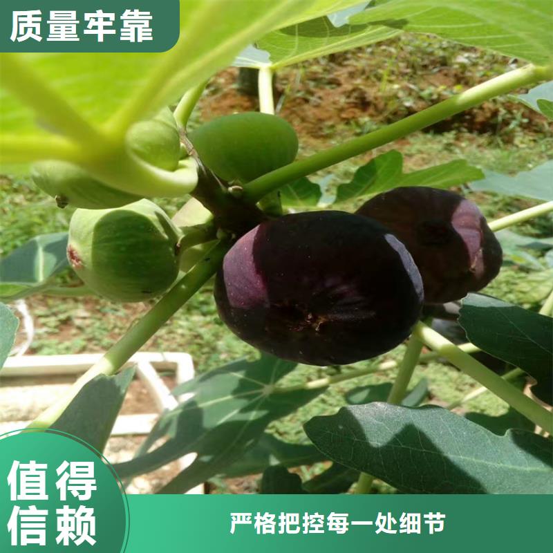 无花果樱桃苗支持加工定制