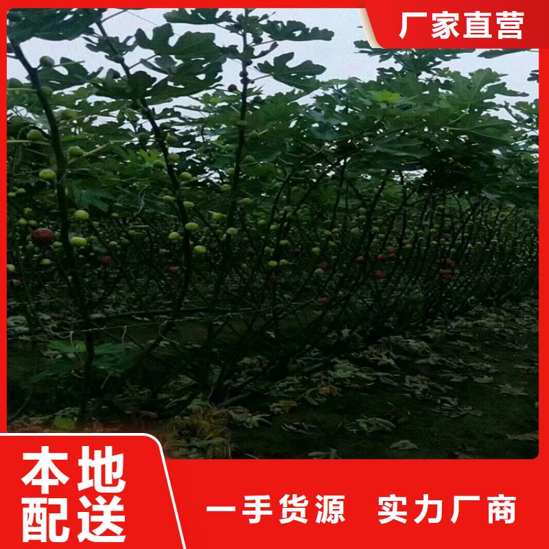 无花果樱桃苗专业设计