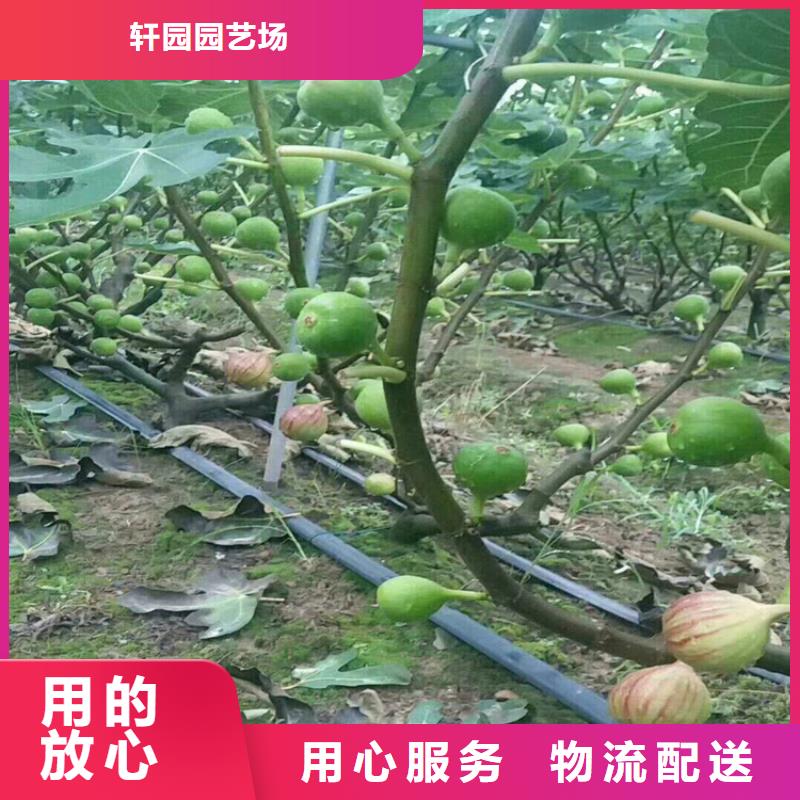 无花果_樱桃苗大库存无缺货危机