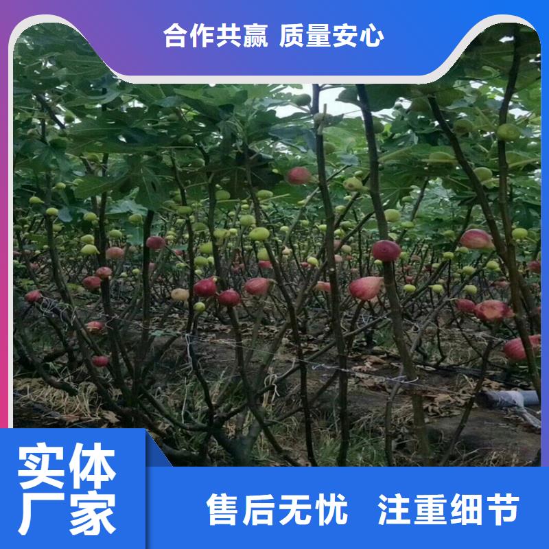 【无花果花椒苗诚信商家服务热情】