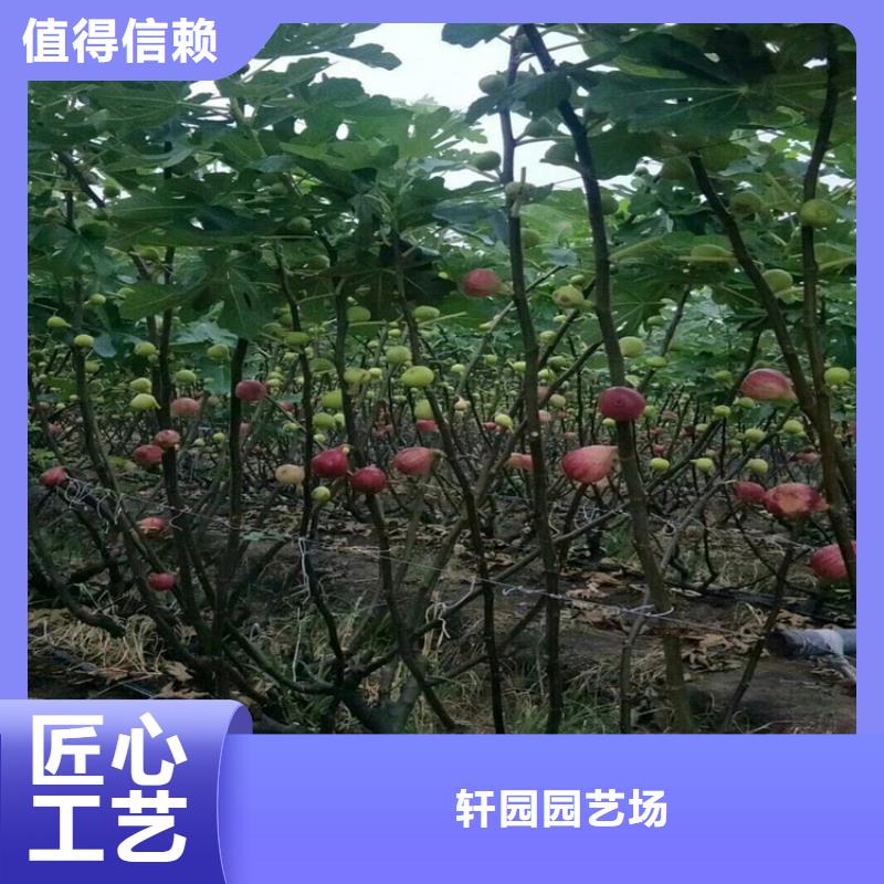 无花果红石榴苗基地信誉有保证