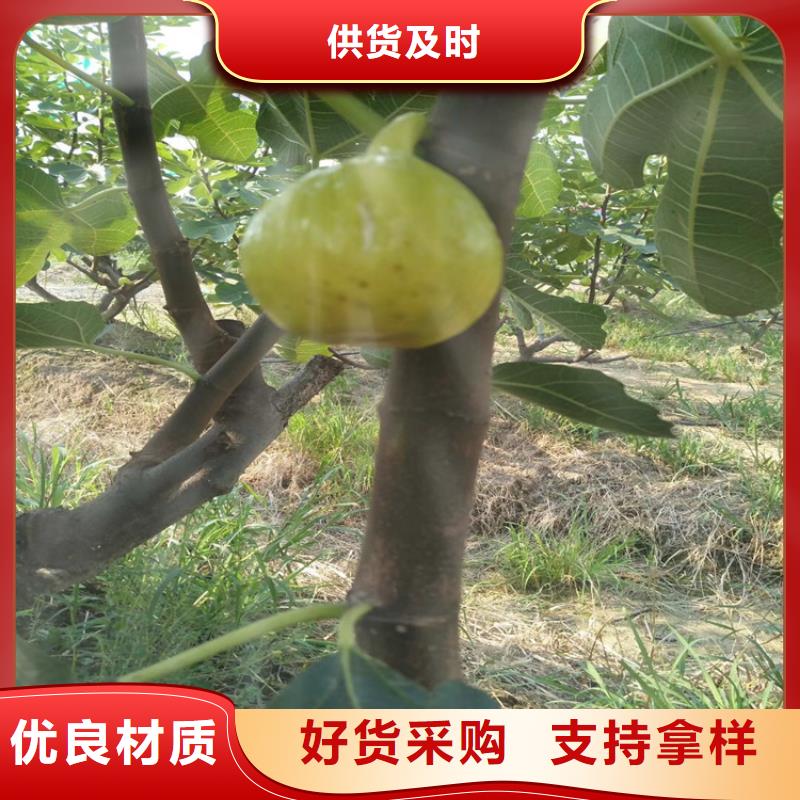 无花果红石榴苗基地信誉有保证