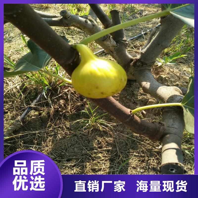 无花果红石榴苗基地信誉有保证