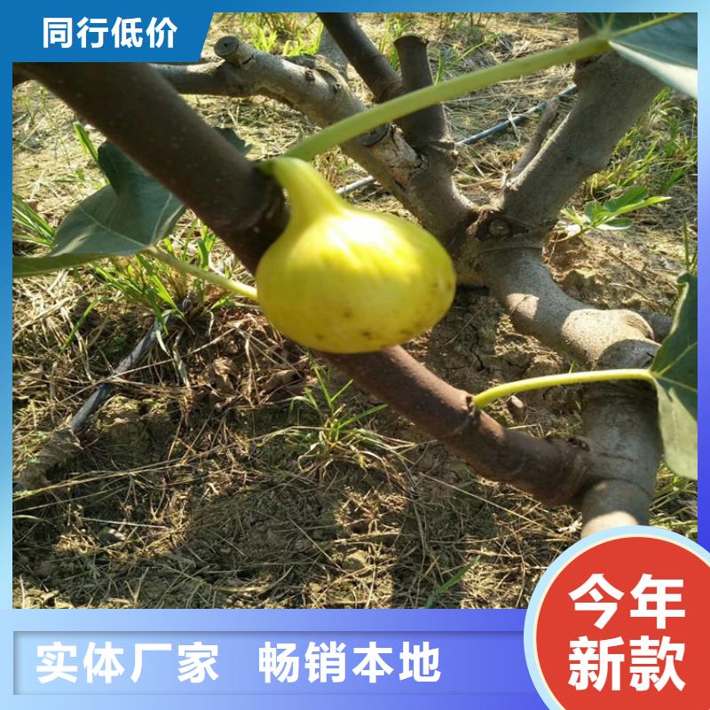 【无花果】,石榴树实拍品质保障