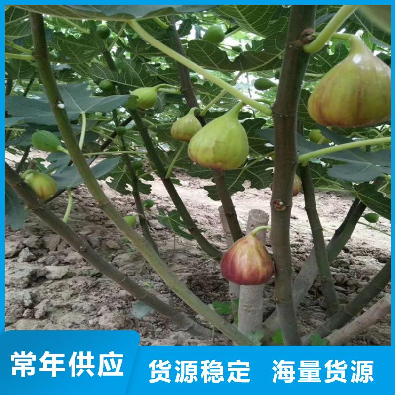 无花果樱桃苗现货充足量大优惠