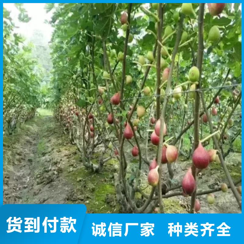 无花果樱桃苗现货充足量大优惠