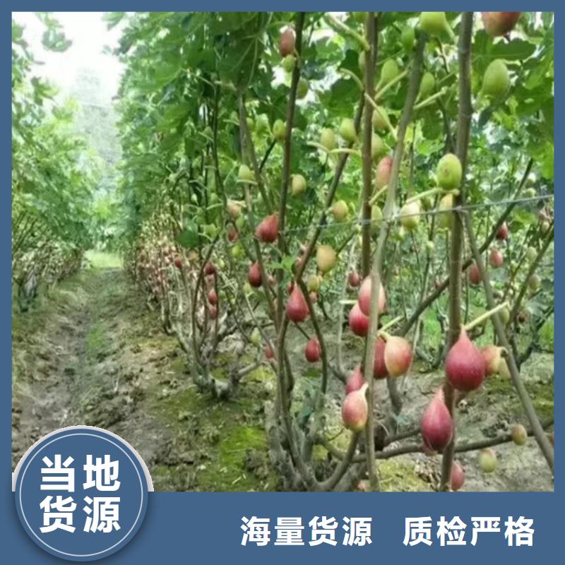 无花果桃树苗重信誉厂家