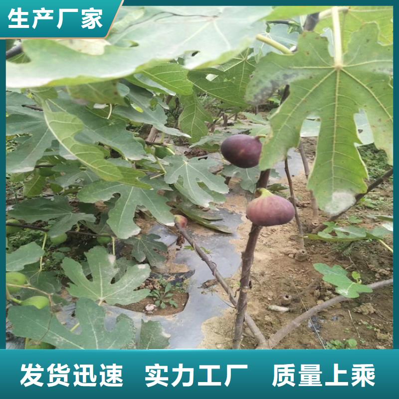 无花果李树苗型号齐全