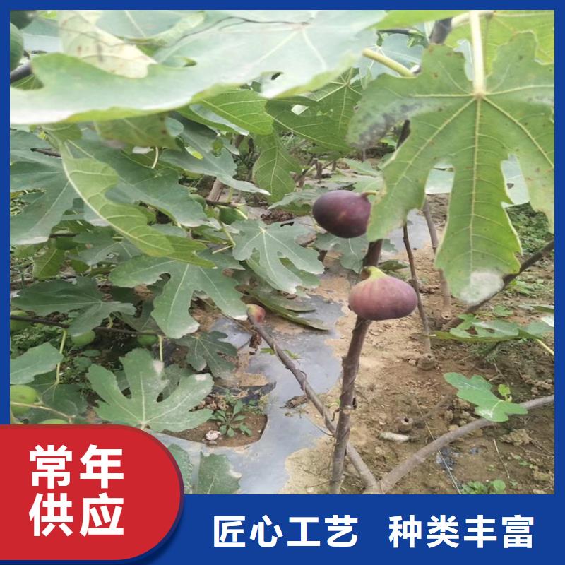 无花果红石榴苗基地信誉有保证