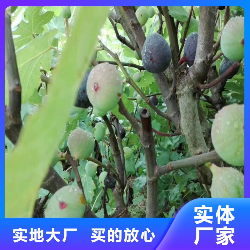 无花果_蓝莓苗质量安全可靠