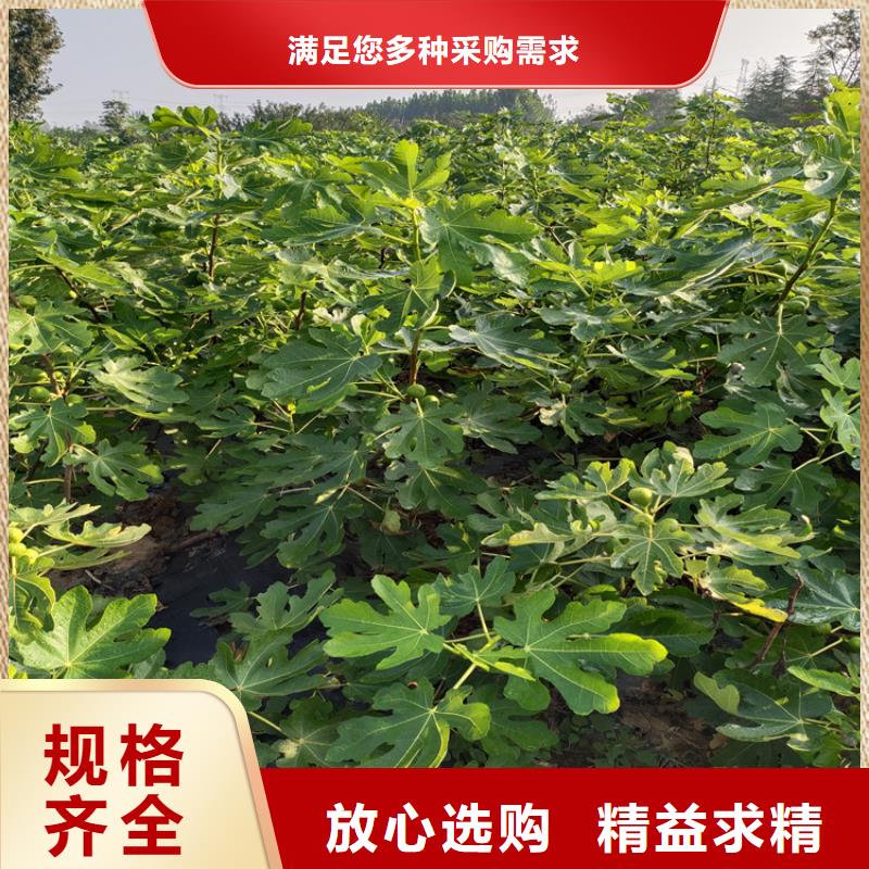 无花果桃树苗全新升级品质保障