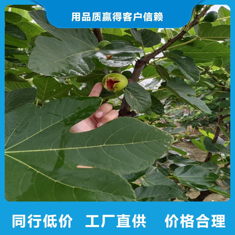 无花果梨树苗优选厂商