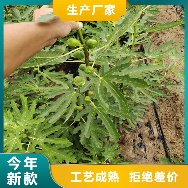 【无花果蓝莓苗精选货源】