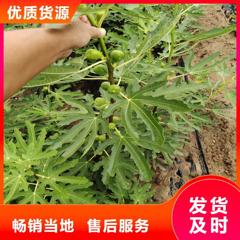 无花果_桃树苗买的放心