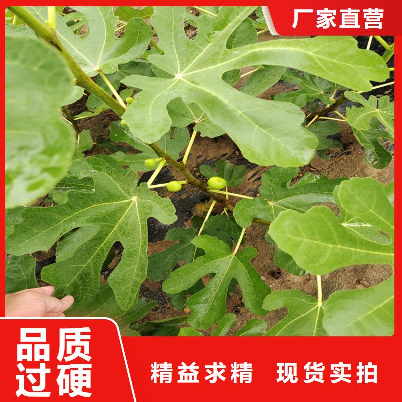 无花果李树苗型号齐全