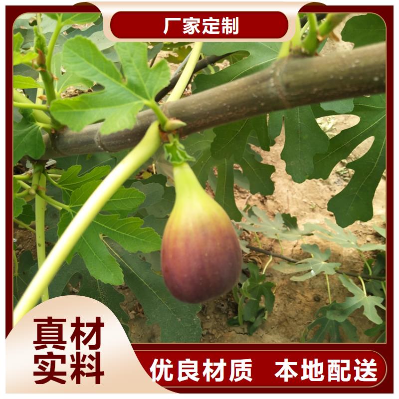 无花果梨树苗拒绝伪劣产品