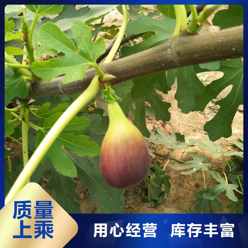 无花果无花果苗专业设计