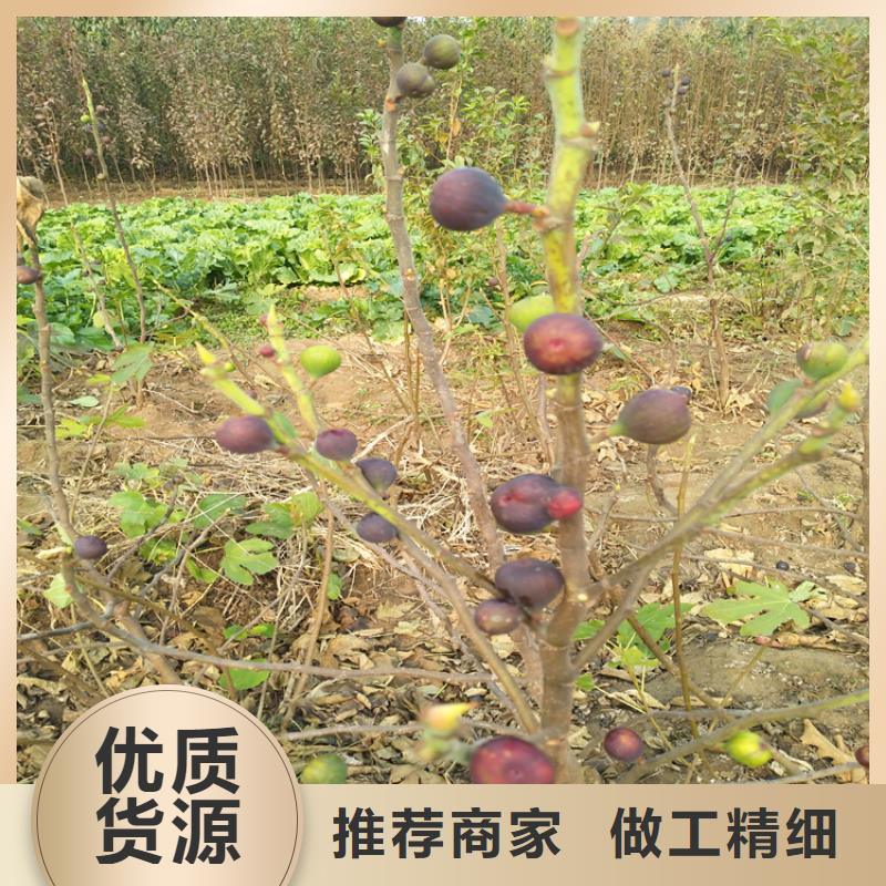 【无花果】-樱桃苗多种优势放心选择