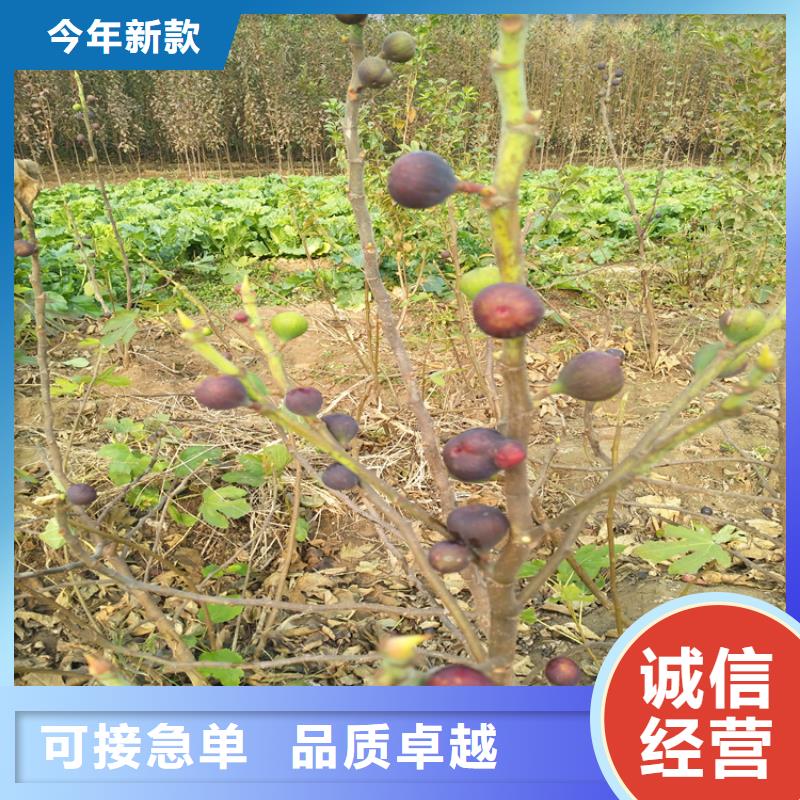 无花果_桃树苗买的放心