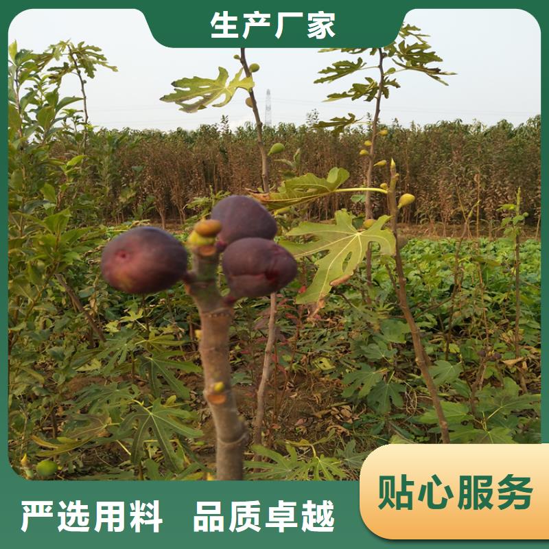 【无花果,苹果苗可接急单】