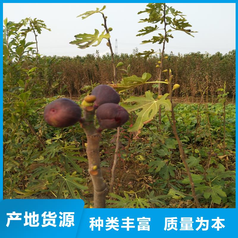 无花果苹果苗口碑好实力强