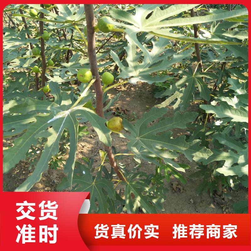 无花果猕猴桃苗支持非标定制