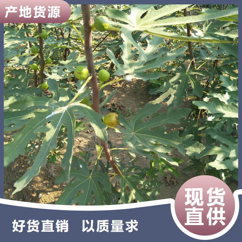 无花果桃树苗全新升级品质保障