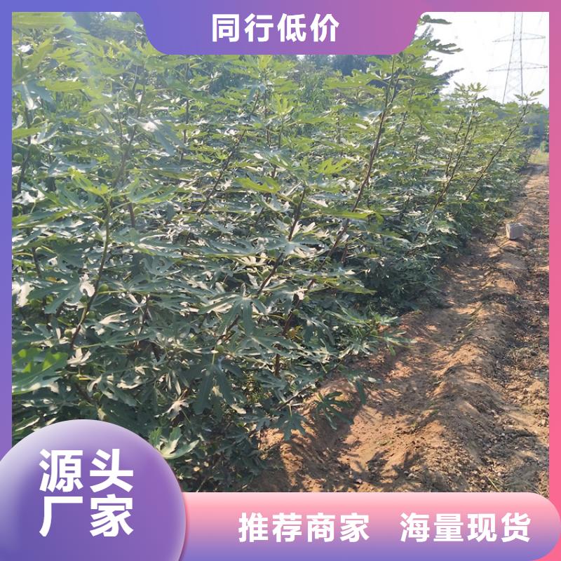 无花果-草莓苗免费寄样