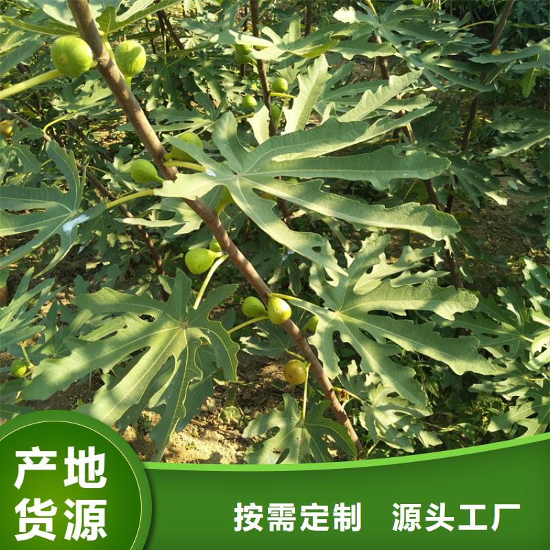 无花果_樱桃苗大库存无缺货危机