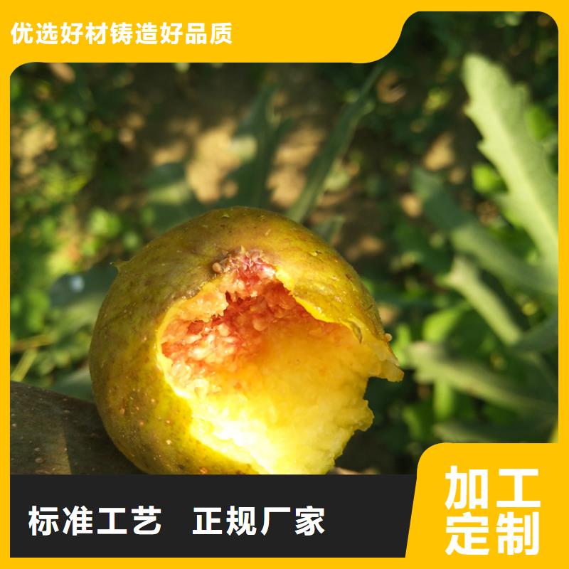 无花果红石榴苗基地信誉有保证