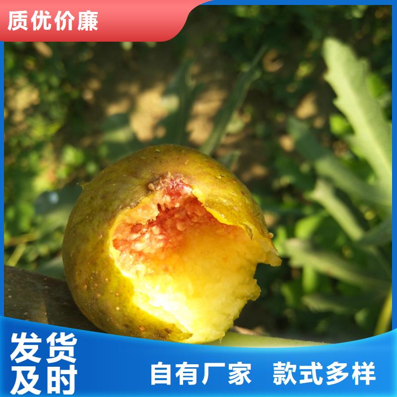 无花果桃树苗来电咨询