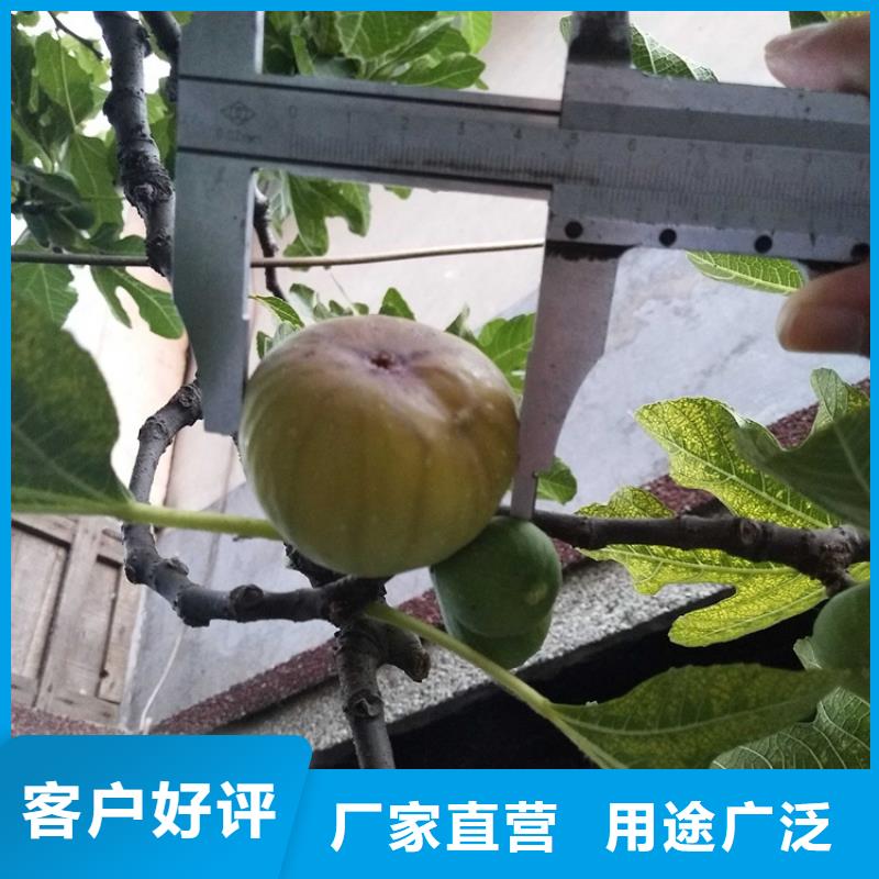 无花果_桃树苗买的放心