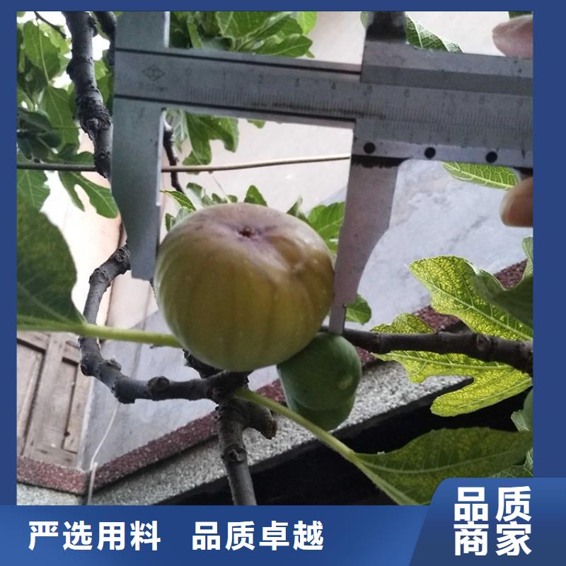 无花果桃树苗重信誉厂家