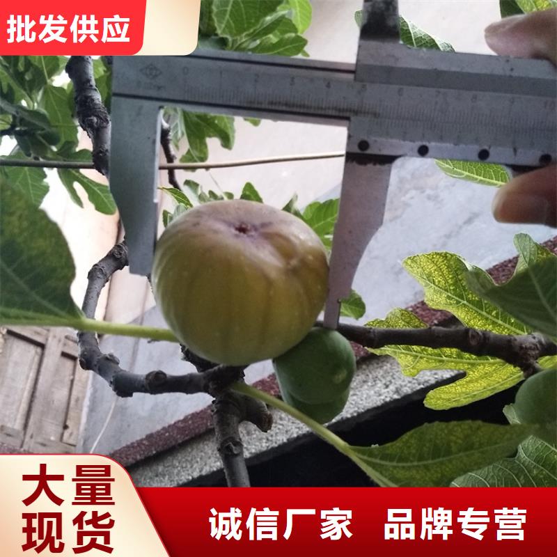 无花果樱桃苗支持加工定制