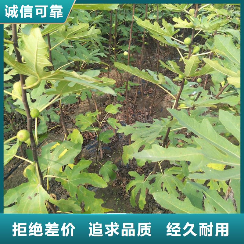 无花果红石榴苗基地信誉有保证