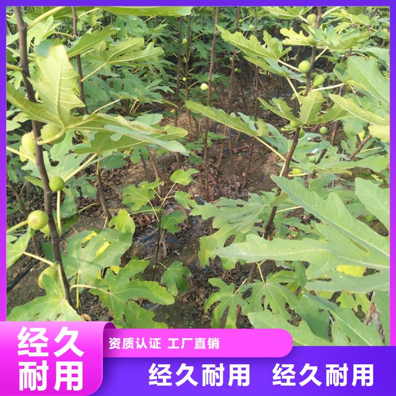 无花果_桃树苗买的放心