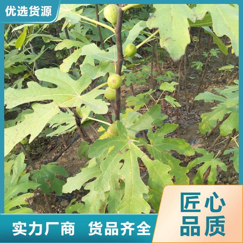 无花果苹果苗库存齐全厂家直供