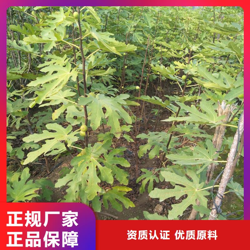 无花果无花果苗专业设计