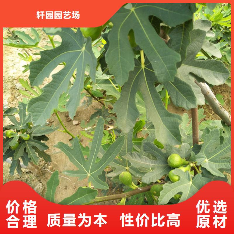 无花果_蓝莓苗质量安全可靠